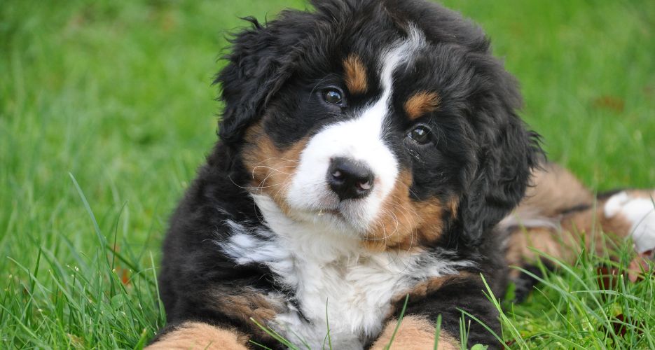 I benefici della Moringa per i Cani