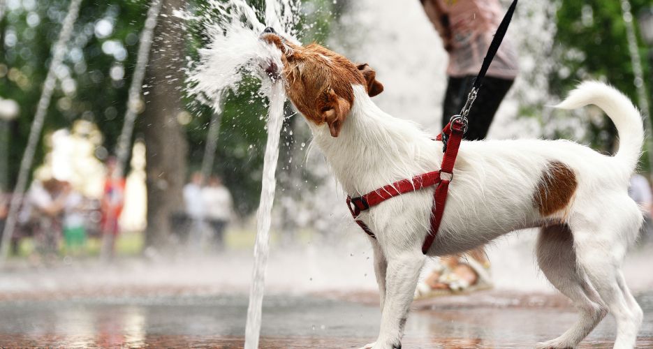 Rinfrescare il Cane in Estate: Consigli Utili e Sicuri