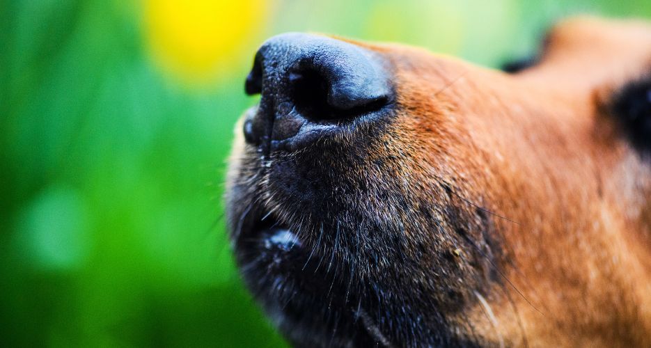 Naso screpolato del cane: rimedi che funzionano e quando preoccuparsi