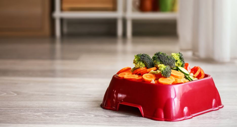 Dieta Casalinga Cane: ricette nutrienti e integratori consigliati