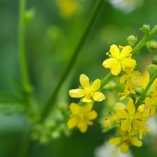 Agrimonia proprietà e benefici