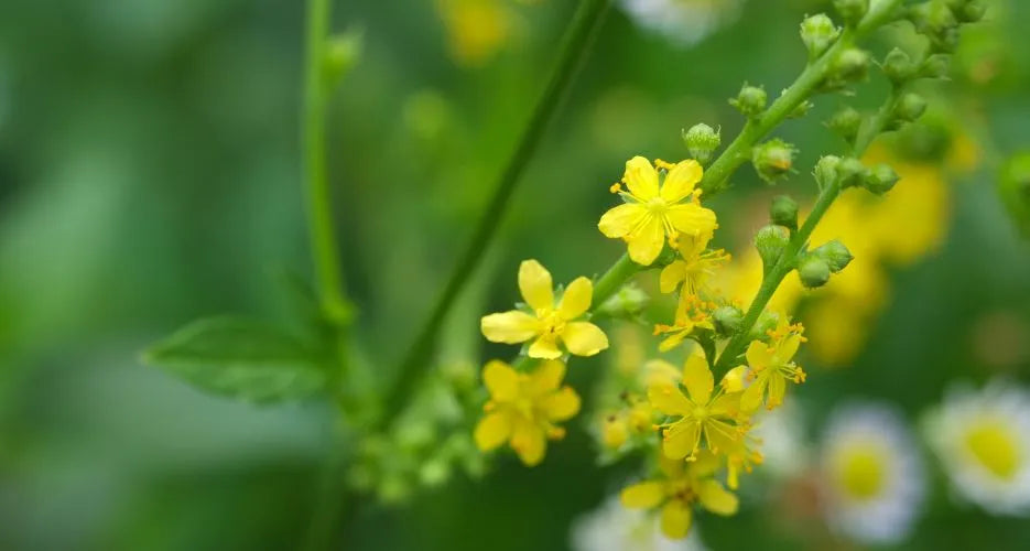 Agrimonia proprietà e benefici