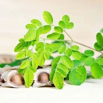 Moringa dove comprarla e come sceglierla