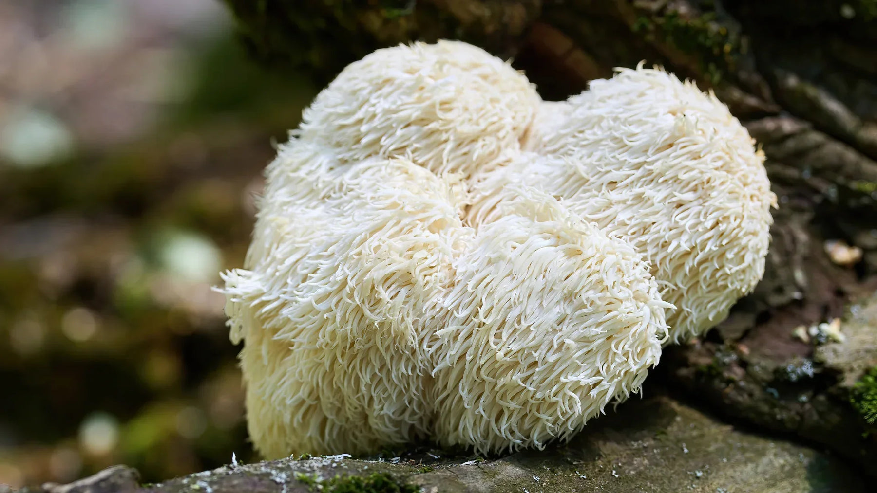 Lion's Mane: cos'e, proprieta e benefici di Hericium erinaceus