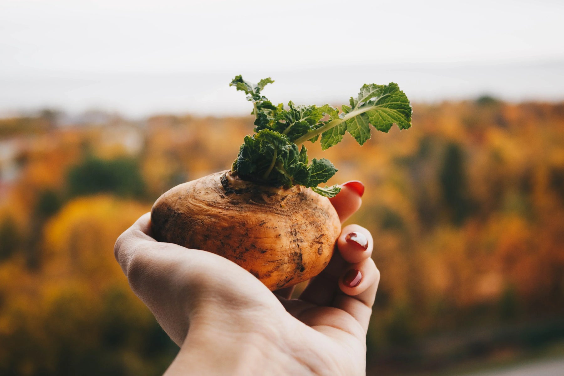 Maca peruviana: benefici, controindicazioni e come assumerla
