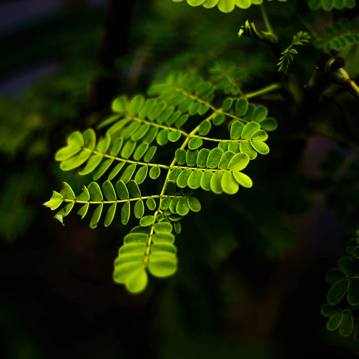 Moringa in allattamento e post-partum: benefici e sicurezza