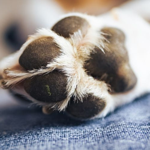 Polpastrelli delle zampe del tuo cane screpolati? Quali sono le cause