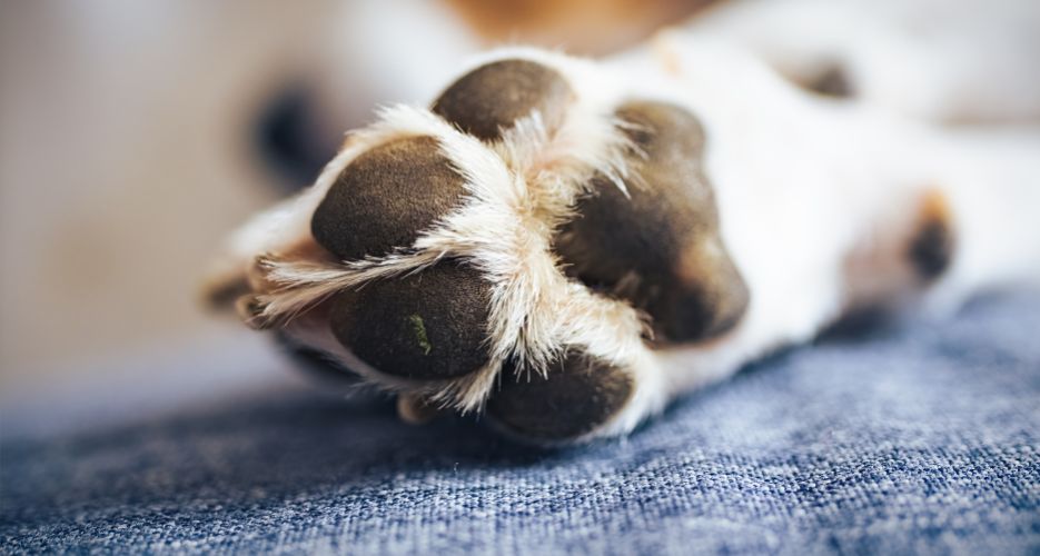 Polpastrelli delle zampe del tuo cane screpolati? Quali sono le cause
