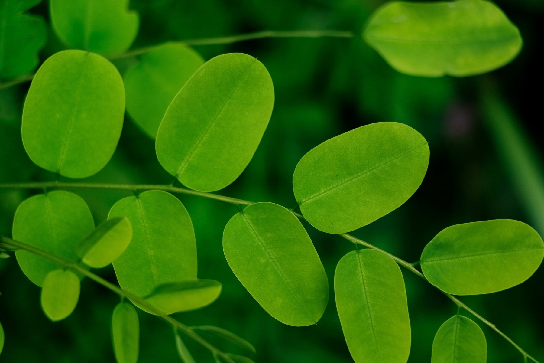 Quale Moringa scegliere e perché: guida pratica ai migliori prodotti