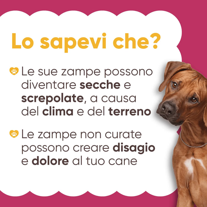 Cane marrone e infografica: le zampe possono diventare secche e screpolate per clima e terreno e creare disagio