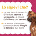 Cane marrone e infografica: le zampe possono diventare secche e screpolate per clima e terreno e creare disagio