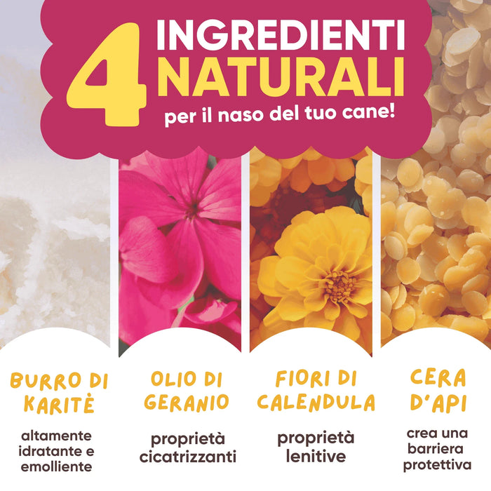 Infografica sui 4 ingredienti naturali del balsamo zampe Wellwoof: burro di karité, olio di geranio, calendula e cera d'api
