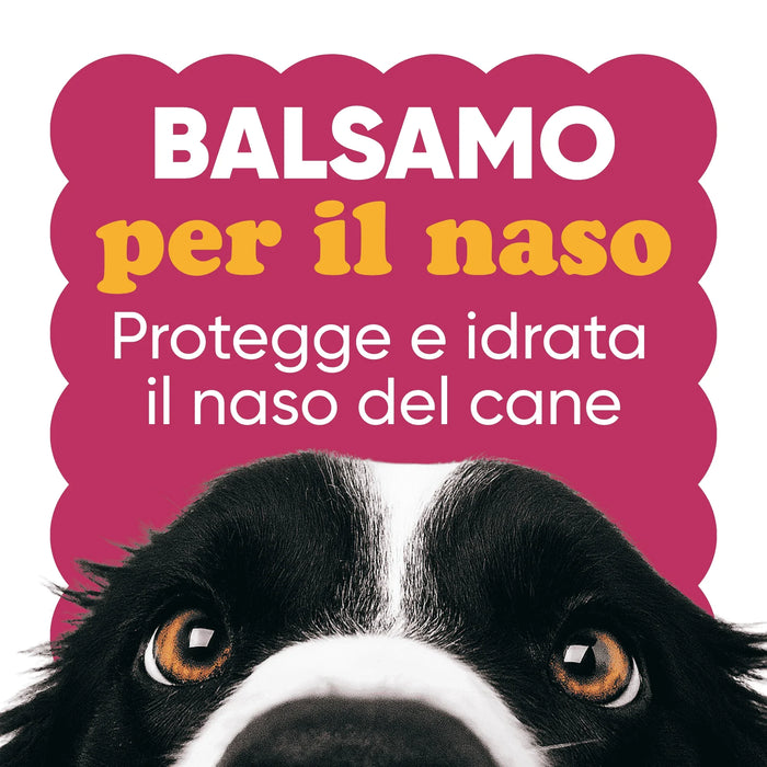 Balsamo per il naso Wellwoof: protegge e idrata il naso del cane, con gli occhi di un border collie in primo piano