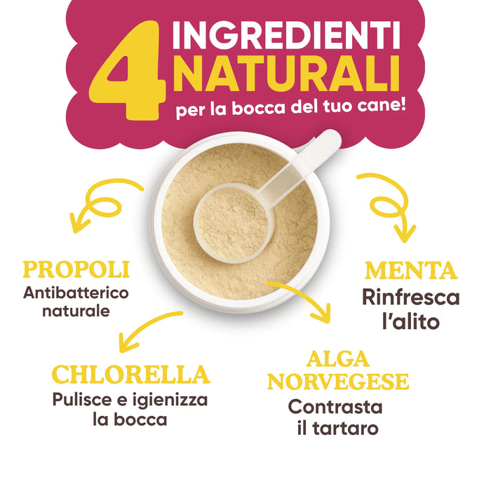 I 4 ingredienti naturali di Oral Care Wellwoof: propoli, chlorella, menta e alga norvegese Ascophyllum nodosum