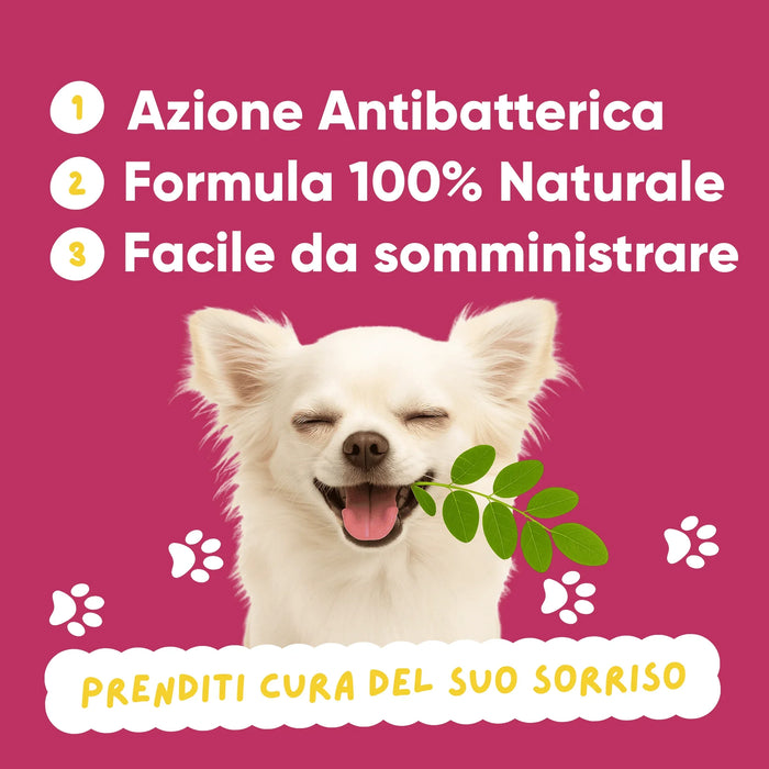 Chihuahua sorridente con foglia di moringa: Oral Care Wellwoof ha azione antibatterica, formula 100% naturale, facile da dare