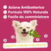 Chihuahua sorridente con foglia di moringa: Oral Care Wellwoof ha azione antibatterica, formula 100% naturale, facile da dare