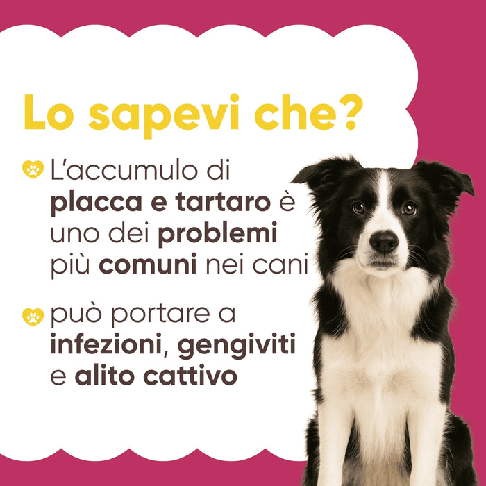 Border collie e infografica Lo sapevi che: placca e tartaro nei cani possono portare a infezioni, gengiviti e alito cattivo