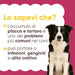 Border collie e infografica Lo sapevi che: placca e tartaro nei cani possono portare a infezioni, gengiviti e alito cattivo