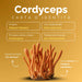 Carné de identidad del Cordyceps: altiplanos tibetanos, cordicepina, 40% polisacáridos