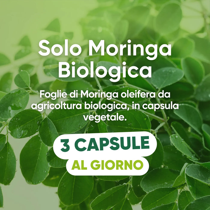 Solo foglie di Moringa oleifera biologica in capsula vegetale, 3 capsule al giorno