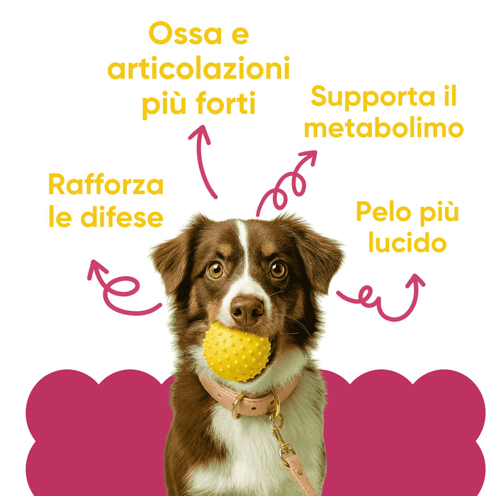 Dog with a yellow ball and the benefits of Wellwoof dog multivitamin: bones, immune defences, metabolism and shiny coat
