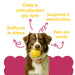 Dog with a yellow ball and the benefits of Wellwoof dog multivitamin: bones, immune defences, metabolism and shiny coat