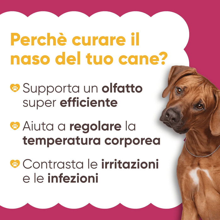 Perché curare il naso del cane: olfatto efficiente, regolazione della temperatura, meno irritazioni, con un cane fulvo